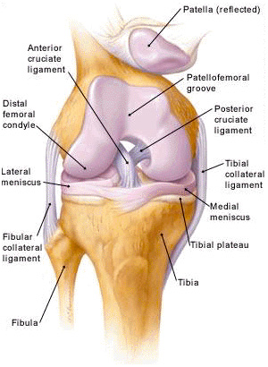 Diagram of the knee anatomy
